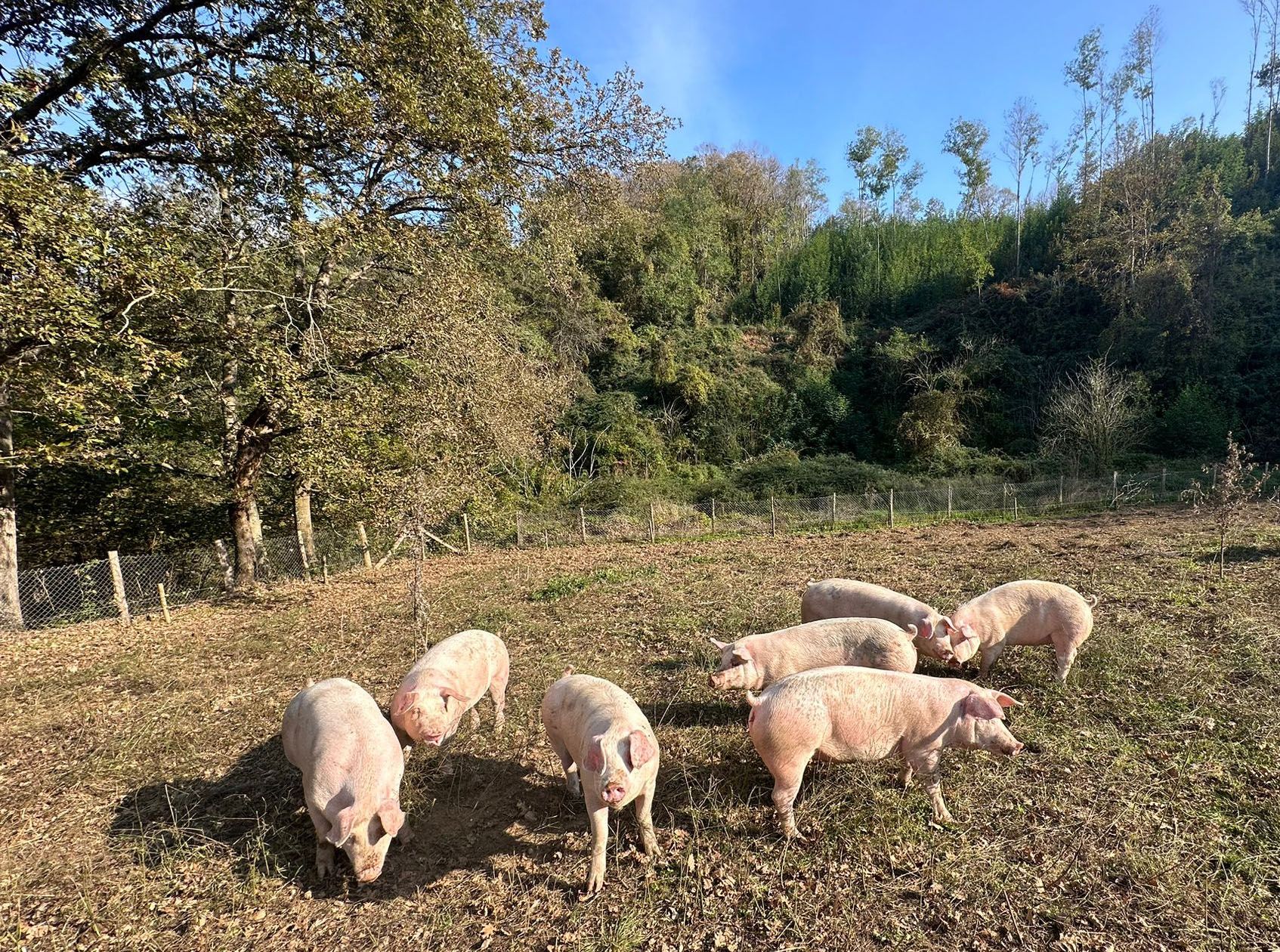 salumificio mandarino belsito cosenza calabria iolanda spina